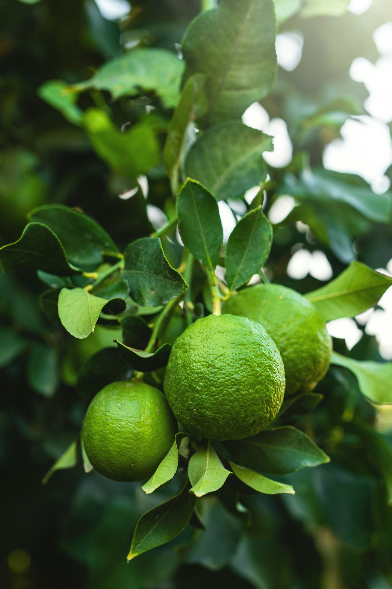 Ripe green lemons on the small evergreen tree